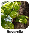 Roverella